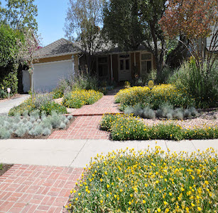 Lawn Alternatives